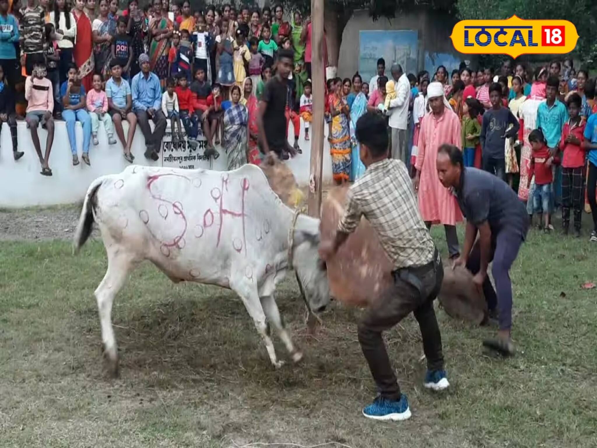 গরু-মানুষের অসম লড়াই! গরুখুঁটা উৎসবের আসল কাহিনি জানলে চমকে যাবেন