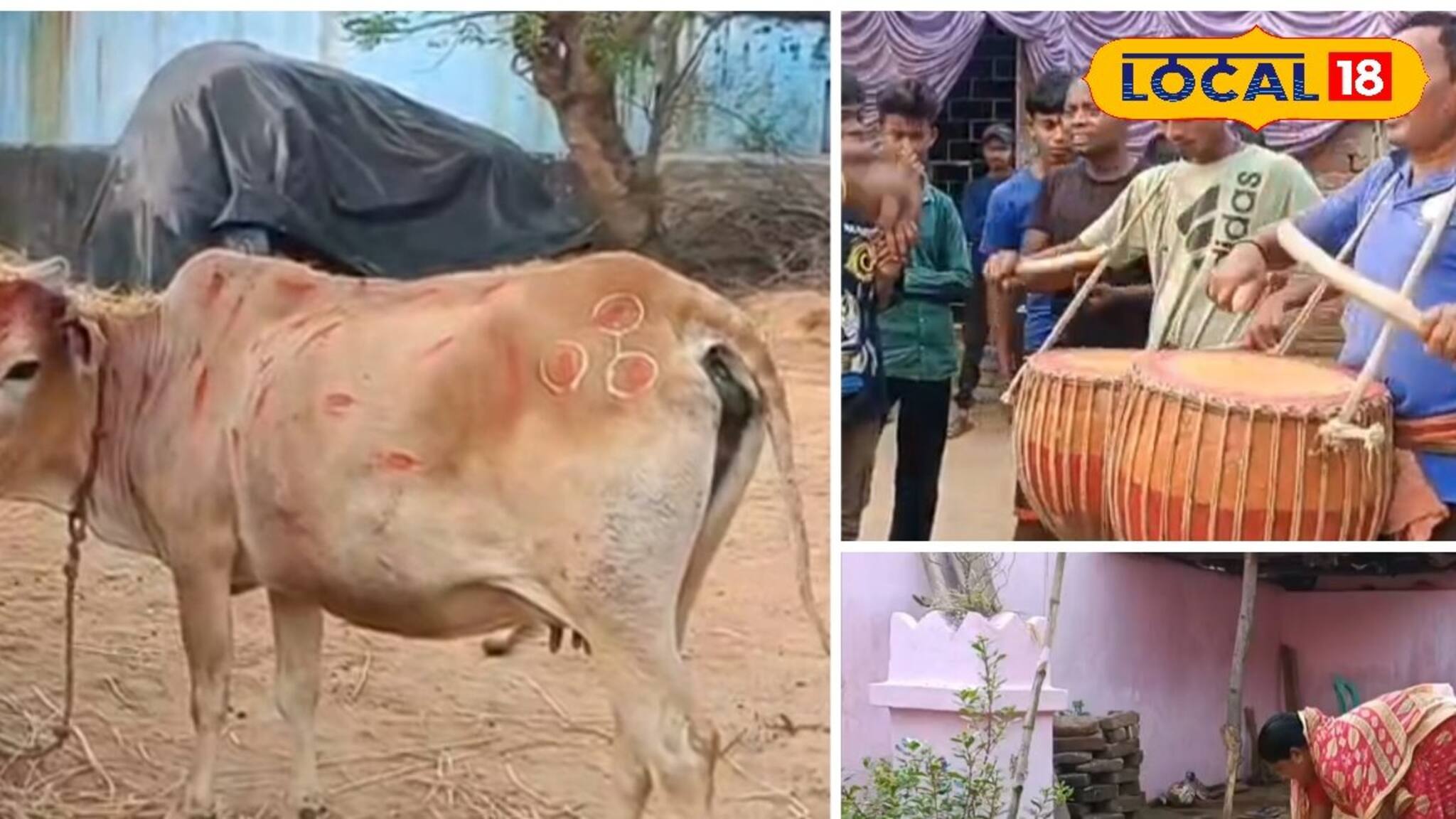 বাঁদনা পরবে মাতল জঙ্গলমহল! ধামসা-মাদল বাজিয়ে গরু খুঁটা, দেখুন ঝলক