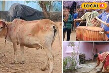 বাঁদনা পরবে মাতল জঙ্গলমহল! ধামসা-মাদল বাজিয়ে গরু খুঁটা, দেখুন ঝলক