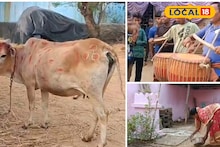Bandna Parab: বাঁদনা পরবে মাতল জঙ্গলমহল! ধামসা-মাদল বাজিয়ে গরু খুঁটা, কেন পালিত হয় এই উৎসব জানেন? দেখুন ঝলক
