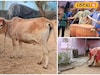 বাঁদনা পরবে মাতল জঙ্গলমহল! ধামসা-মাদল বাজিয়ে গরু খুঁটা, দেখুন ঝলক