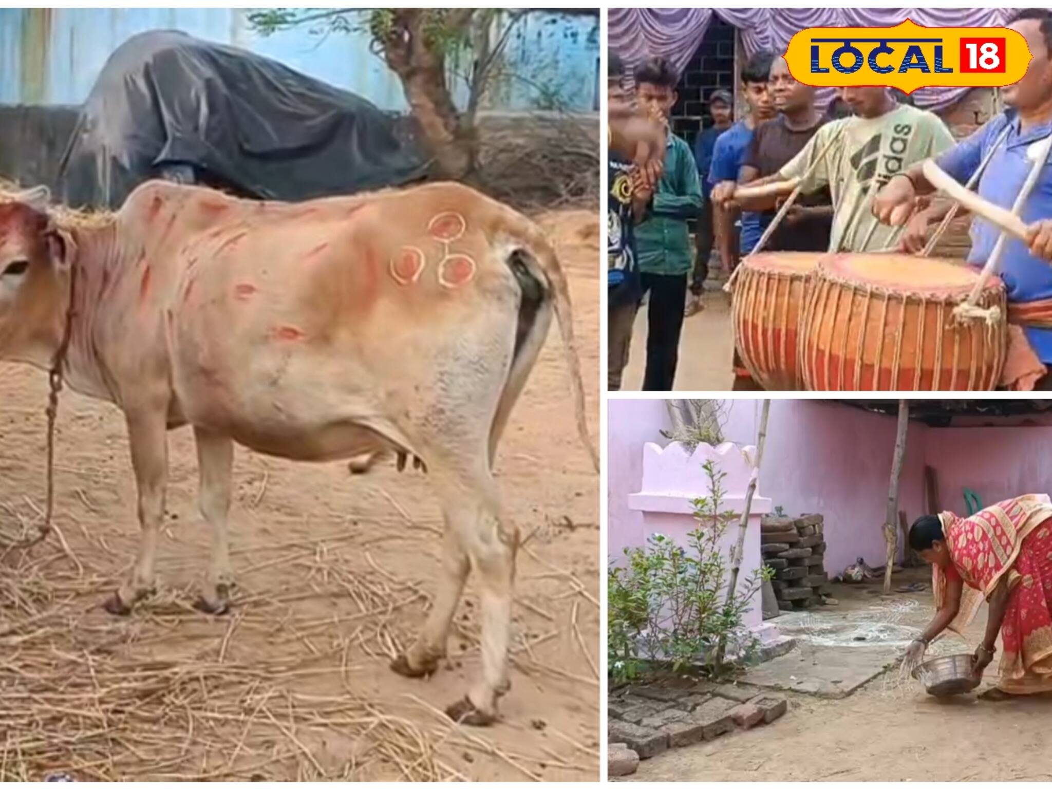 বাঁদনা পরবে মাতল জঙ্গলমহল! ধামসা-মাদল বাজিয়ে গরু খুঁটা, দেখুন ঝলক