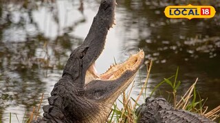 কুমিরের আক্রমণে মৎসজীবীর মৃত্যু । প্রতীকী ছবি কুমিরের আক্রমণে মৎসজীবীর মৃত্যু । প্রতীকী ছবি