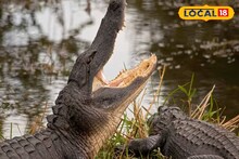 Crocodile Attack: মাছ ভেবে জাল ধরে টান, বেরিয়ে এল কুমির! নদীতে গিয়ে মর্মান্তিক পরিণতি মৎসজীবীর, নিখোঁজ আরও এক