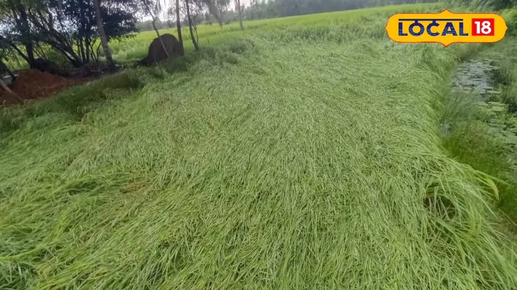 ফাঁকা কপিলমুনি মন্দির চত্বর, শুয়ে পড়েছে ধান গাছ! মন্থার দাপটে উপকূলীয় এলাকার অবস্থা দেখুন