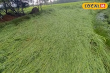 ফাঁকা কপিলমুনি মন্দির চত্বর, শুয়ে পড়েছে ধান গাছ! মন্থার দাপটে উপকূলীয় এলাকার অবস্থা দেখুন