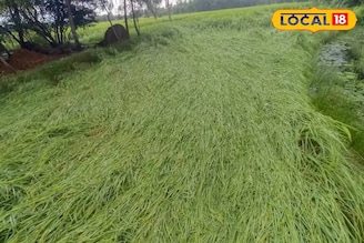 ফাঁকা কপিলমুনি মন্দির চত্বর, শুয়ে পড়েছে ধান গাছ! মন্থার দাপটে উপকূলীয় এলাকার অবস্থা দেখুন