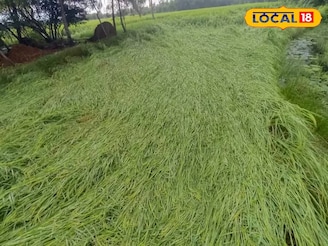 ফাঁকা কপিলমুনি মন্দির চত্বর, শুয়ে পড়েছে ধান গাছ! মন্থার দাপটে উপকূলীয় এলাকার অবস্থা দেখুন