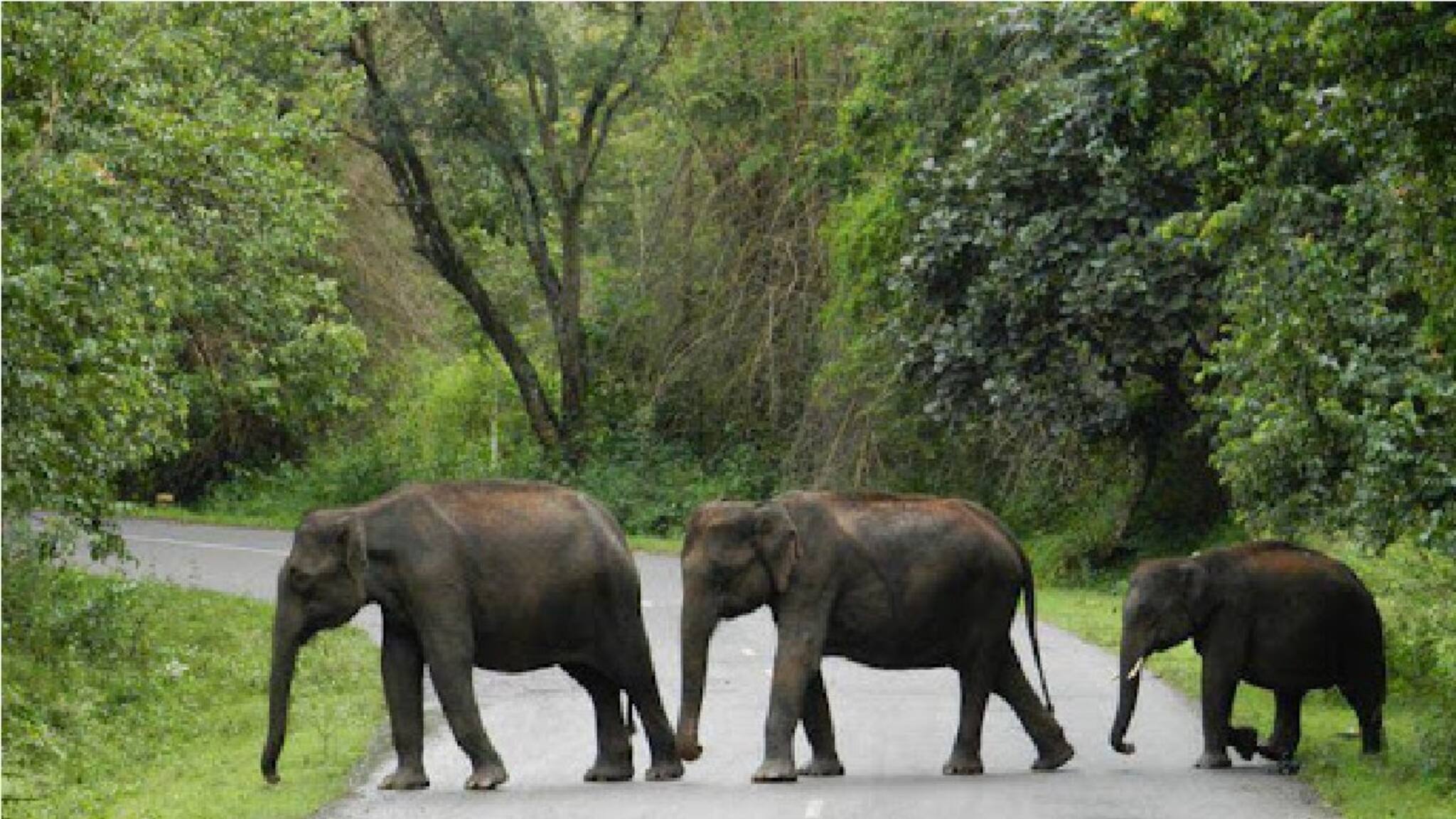 Dooars Tourism: প্রাকৃতিক দুর্যোগে কতটা ক্ষতির মুখে ডুয়ার্স! নভেম্বর, ডিসেম্বরে গেলে ঘুরতে পারবেন তো? যা জানাচ্ছেন ব্যবসায়ীরা...