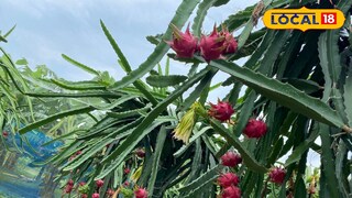 ড্রাগন ফল চাষ