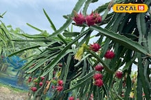 Dragon Fruit: বাংলার 'ড্রাগন' কাঁপাচ্ছে এশিয়ার সবচেয়ে বড় মার্কেট! বিঘাতে ১৫০ কেজি ফলন, 'এই' বিদেশি ফল চাষে আয় হচ্ছে কাঁড়ি কাঁড়ি টাকা