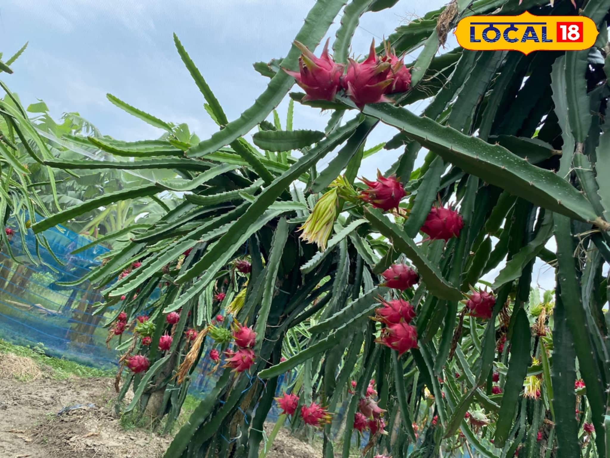 Agriculture: স্ট্রবেরি এবং ড্রাগন ফ্রুট চাষে ১০০% পর্যন্ত ভর্তুকি, আবেদন করার পদ্ধতি জানুন