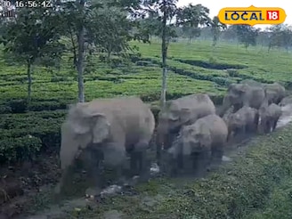 নদী, জঙ্গল, রেললাইন পেরিয়ে বাগডোগরায় হাতির দল স্থানান্তর, বনকর্মীদের নজিরবিহীন অভিযান