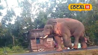 গ্রামের রাস্তায় ঘুরছে হাতি