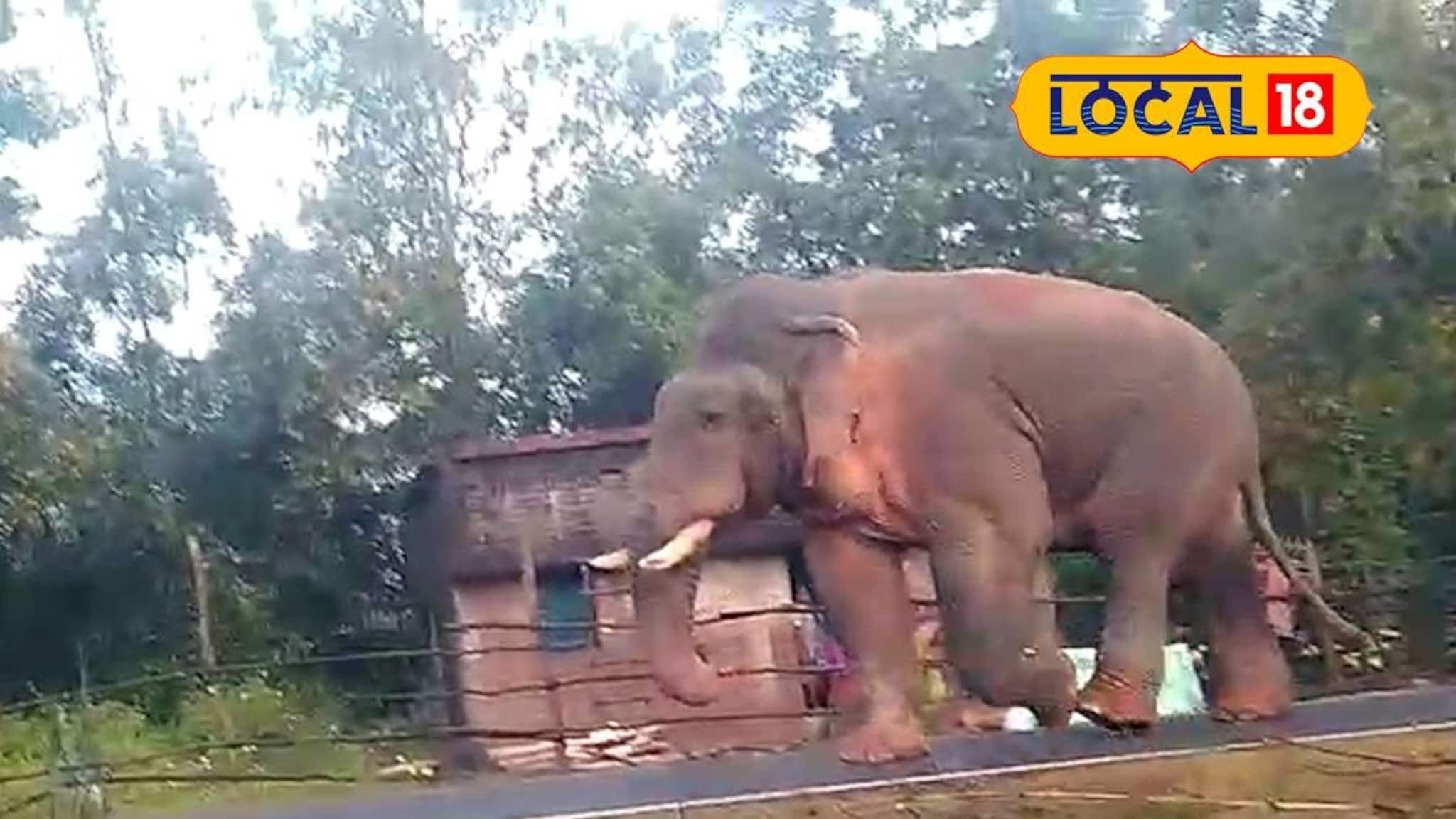 Jhargram News: রাস্তায় ঘুরছে দাঁতাল হাতি! খাবারের খোঁজে সাতসকালে রামলালের হানা, ভয়ে কাঁটা এলাকাবাসী