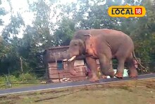 রাস্তায় ঘুরছে দাঁতাল হাতি! খাবারের খোঁজে সাতসকালে রামলালের হানা