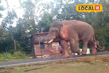 Jhargram News: রাস্তায় ঘুরছে দাঁতাল হাতি! খাবারের খোঁজে সাতসকালে রামলালের হানা, ভয়ে কাঁটা এলাকাবাসী