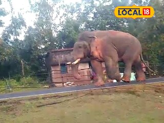 গ্রামের রাস্তায় ঘুরছে হাতি
