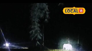 ধান ক্ষেতে হাতি