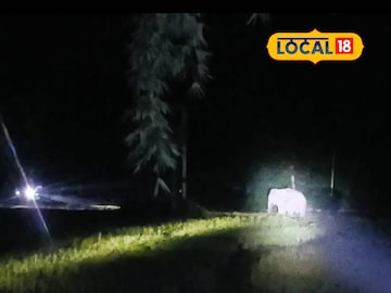 ধান ক্ষেতে হাতি