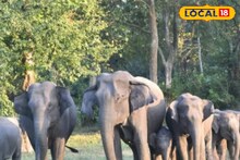 বক্সা-জলদাপাড়ায় বাড়ছে বুনো হাতির সংখ্যা! দাঁতালদের তাণ্ডব ঠেকাতে বেকায়দায় বন দফতর