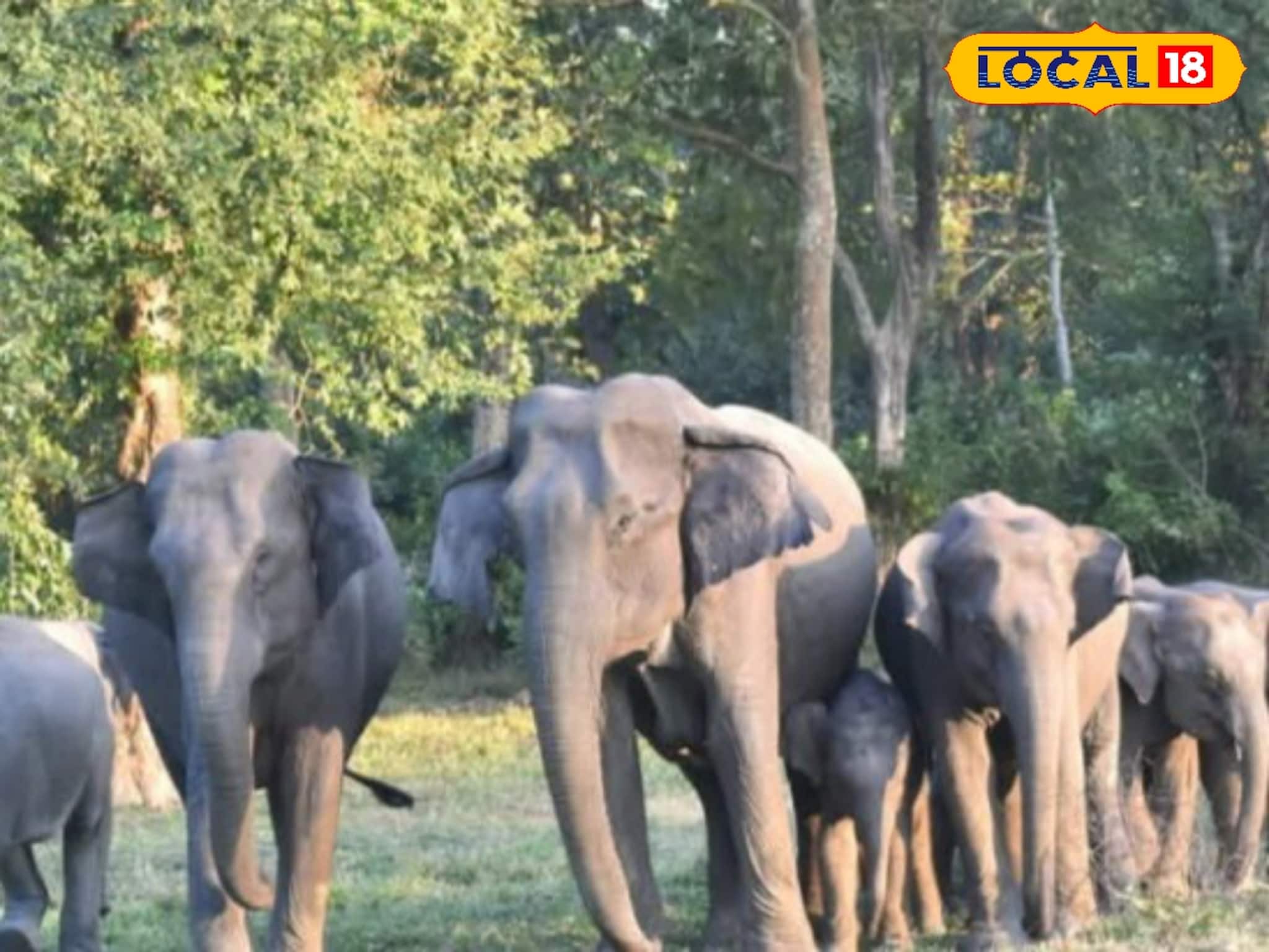 Elephant Population: বক্সা-জলদাপাড়ায় বাড়ছে বুনো হাতির সংখ্যা! দাঁতালদের তাণ্ডব ঠেকাতে বেকায়দায় বন দফতর, উপায় খুঁজছেন আধিকারিকরা Elephant Population: বক্সা-জলদাপাড়ায় বাড়ছে বুনো হাতির সংখ্যা! দাঁতালদের তাণ্ডব ঠেকাতে বেকায়দায় বন দফতর, উপায় খুঁজছেন আধিকারিকরা