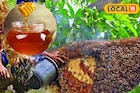 ত্বকে মোম গড়াবে, সিজন চেঞ্জে দূর সর্দি-হাঁচি-কাশির সমস্যা, সুন্দরবনের মধু ধন্বন্তরি!