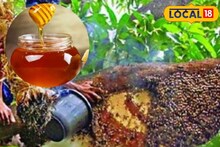 Sundarban Honey: ত্বকে মোম গড়াবে, সিজন চেঞ্জে দূর হবে সর্দি-হাঁচি-কাশির সমস্যা, সুন্দরবনের মধু ধন্বন্তরি, কীভাবে পাবেন?