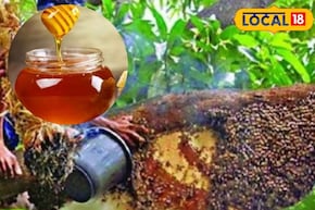 ত্বকে মোম গড়াবে, সিজন চেঞ্জে দূর সর্দি-হাঁচি-কাশির সমস্যা, সুন্দরবনের মধু ধন্বন্তরি!