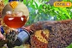 ত্বকে মোম গড়াবে, সিজন চেঞ্জে দূর সর্দি-হাঁচি-কাশির সমস্যা, সুন্দরবনের মধু ধন্বন্তরি!