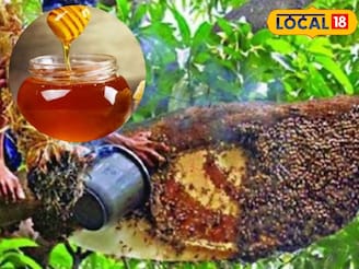 মুখে মোম গড়াবে, সিজন চেঞ্জে দূর সর্দি-হাঁচি-কাশির সমস্যা, সুন্দরবনের মধু ধন্বন্তরি!