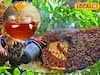মুখে মোম গড়াবে, সিজন চেঞ্জে দূর সর্দি-হাঁচি-কাশির সমস্যা, সুন্দরবনের মধু ধন্বন্তরি!