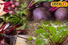 নভেম্বর মাসে বিটরুট চাষ শুরু করুন, বাড়বে তরতরিয়ে, জেনে নিন সহজ পদ্ধতি