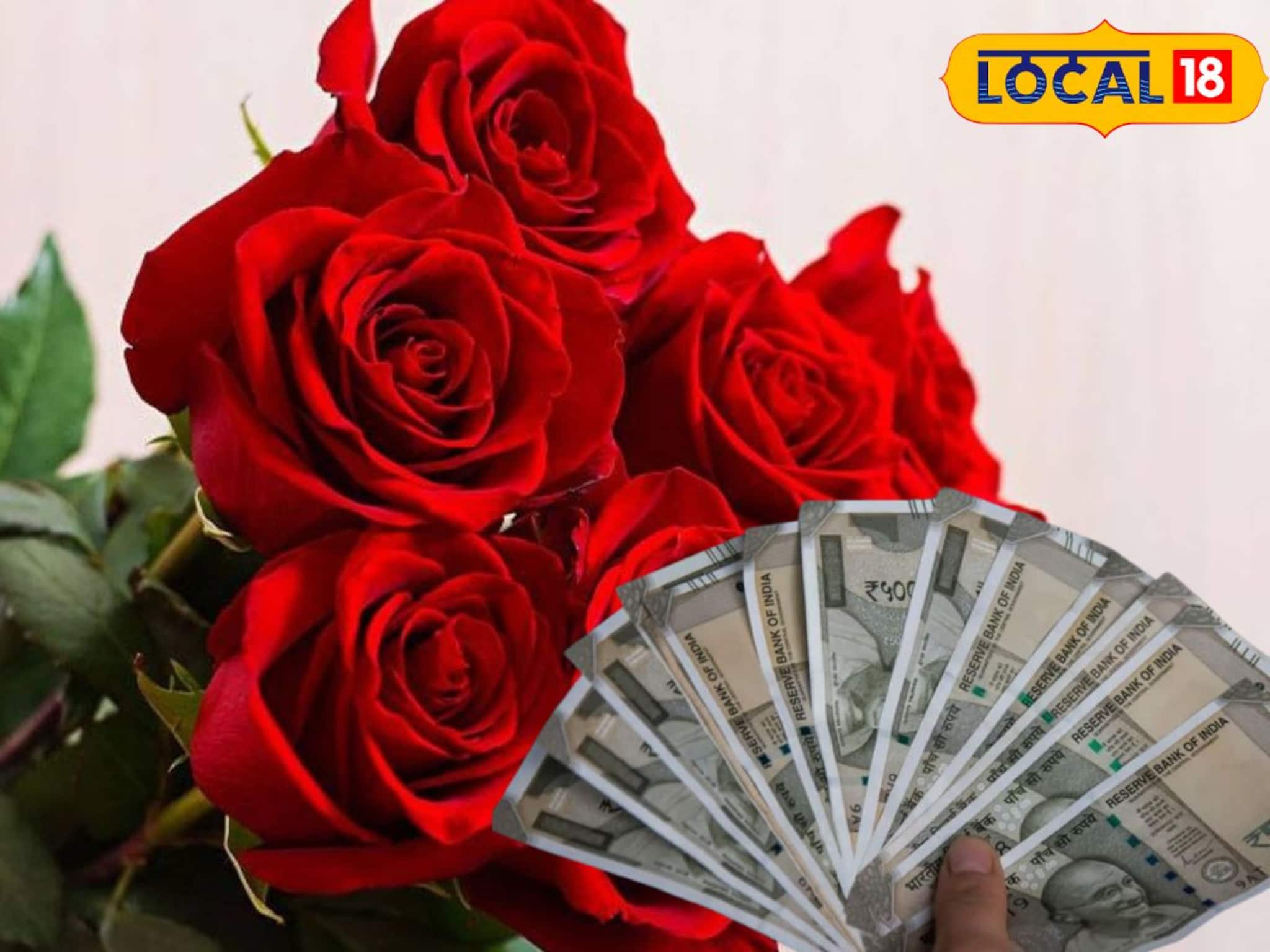 Rose Farming: ঠিক যেন কৃষকদের 'ATM', কম খরচে 'ম্যাক্সিমাম' মুনাফা, গোলাপ চাষের রহস্য