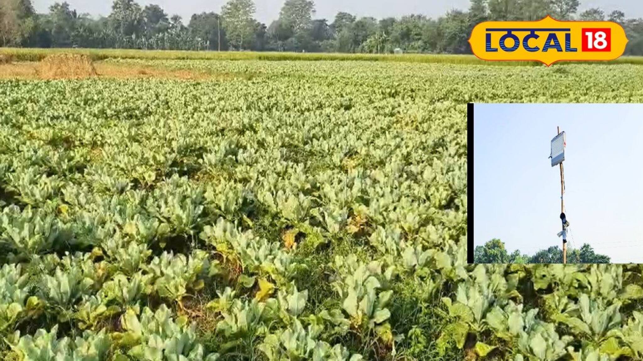 রাতের অন্ধকারে চোরের উপদ্রপ! চুরি রুখতে দারুণ ফন্দি কৃষকের, বাপ বাপ বলে পালাবে চোর