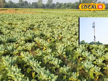 কফি জমিতে সিসি ক্যামেরা এবং আলো 