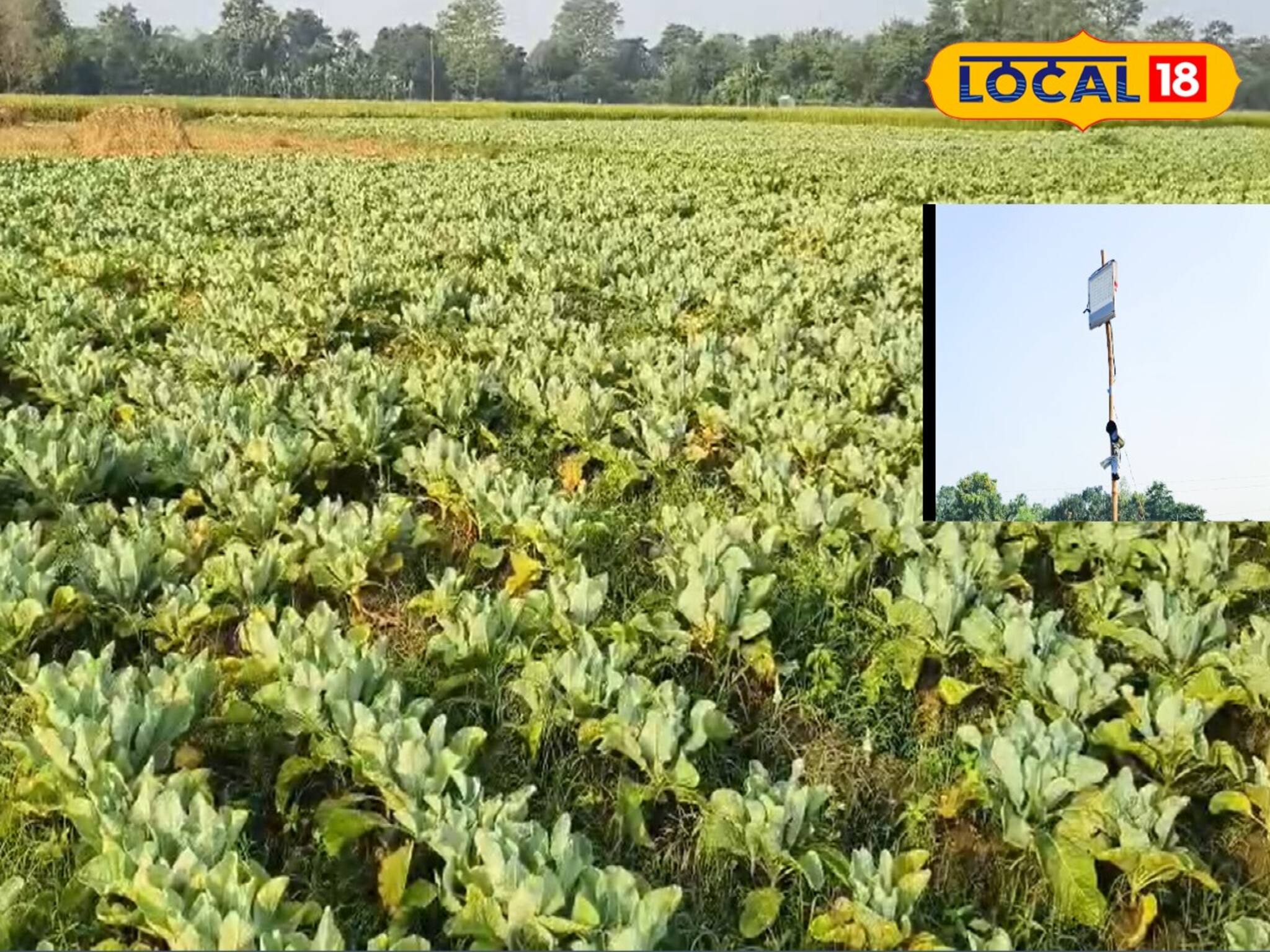 রাতের অন্ধকারে চোরের উপদ্রপ! চুরি রুখতে দারুণ ফন্দি কৃষকের, বাপ বাপ বলে পালাবে চোর