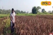 Farming News: পরিচর্যা ও খরচ সাধারণ ধানের মতো, তবে লাভ কয়েক গুণ বেশি! কী এই ধান?