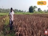 পরিচর্যা ও খরচ সাধারণ ধানের মতো, তবে লাভ কয়েক গুণ বেশি! কী এই ধান?