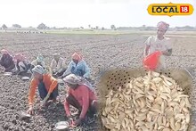 Garlic: শুধু রান্নার কাজে নয়, একাধিক রোগ নিরোধেও সাহায্য করে রসুন! ছোট্ট এই সবজির গুণাবলী চমকে দিতে পারে
