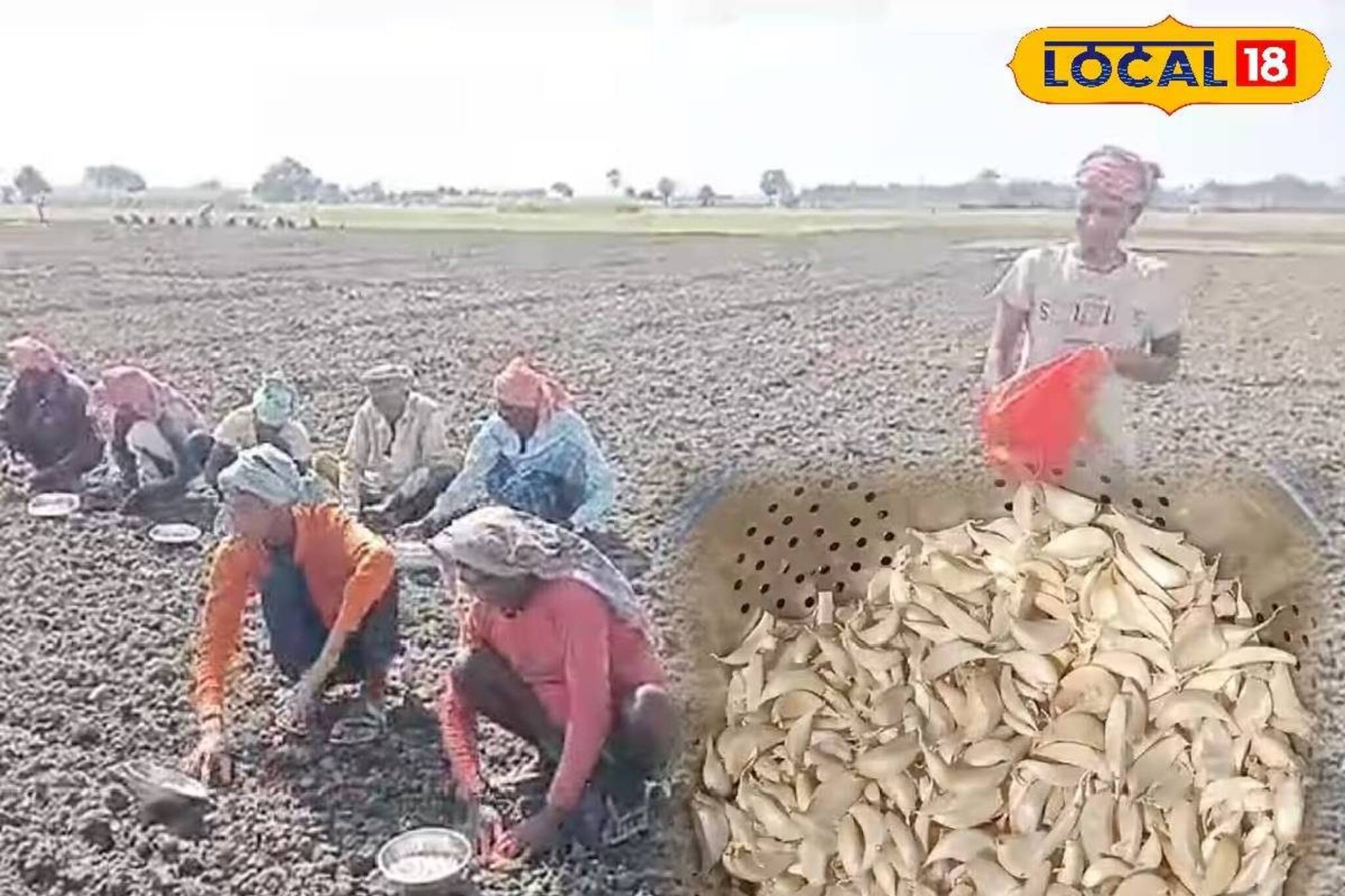 শুধু রান্নার কাজে নয়, একাধিক রোগ নিরোধেও সাহায্য করে রসুন! ছোট্ট এই সবজির গুণাবলী জানেন?