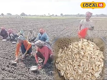 রসুন