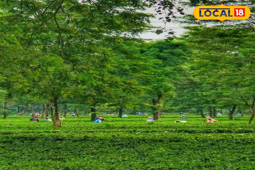 জলপাইগুড়ির মতোই শনিবার ডুয়ার্স, আলিপুরদুয়ার, কোচবিহারের আকাশ পরিষ্কার থাকবে। আকাশ পরিষ্কার থাকার পাশাপাশি এই সকল জেলাগুলিতে তাপমাত্রার পারদ এখন কিছুটা হলেও চড়েছে। তবে ২০ অক্টোবর থেকে এই সকল জেলায় শীতের আমেজ শুরু হয়ে যাবে বলেই পূর্বাভাস আবহাওয়া দফতরের।