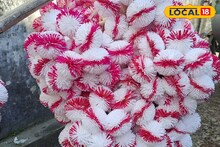 Festive Glory: উৎসবের মরশুমে বাজার ছেয়েছে শোলার কদম ফুলে, কী কারণে ব্যবহার হয় এই ফুল? পড়ুন