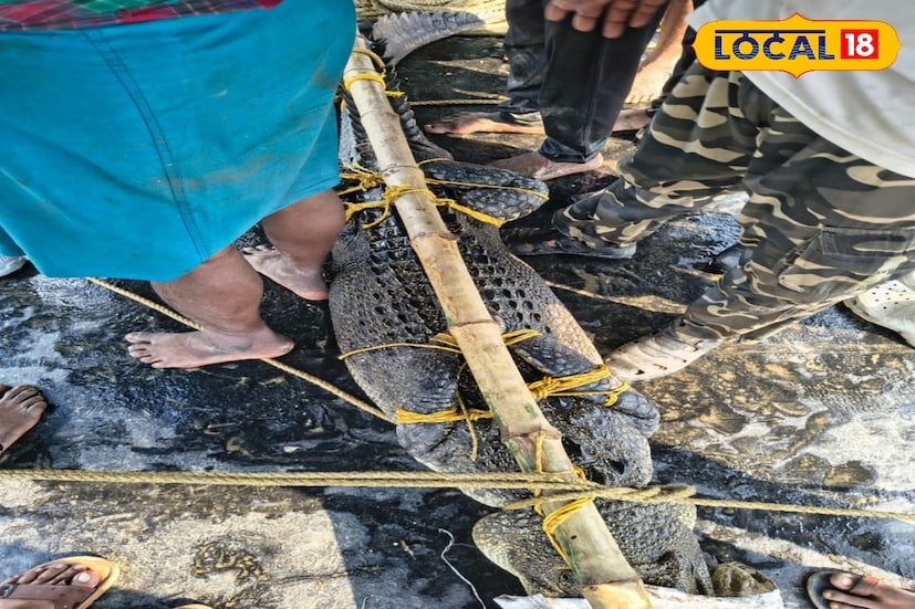 রায়দিঘির নন্দকুমারপুরে একটি পুকুরে কুমিরটি ঢুকে পড়লে আতঙ্ক ছড়ায়। এই ঘটনার পর খবর যায় রায়দিঘি রেঞ্জ অফিসে। সেখান থেকে বনদফতরের কর্মীরা এসে কুমিরটি উদ্ধার করে।