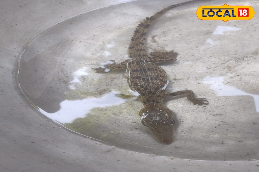 অপরদিকে মৌসুনির চিনাই নদীর বাঁকা খালের কাছে একটি কুমিরের বাচ্চা দেখতে পায় মৎস্যজীবীরা। সেই কুমির ছানাটিকেও উদ্ধার করেছে তারা। পরে বনদফতরের কর্মীদের হাতে সেই কুমির জানা তুলে দেওয়া হয়।