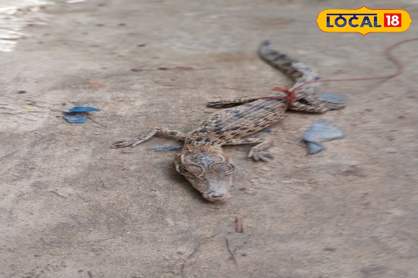 অপরদিকে মৌসুনির ছোট কুমিরটিকে বকখালি বনদফতরের কর্মীরা পর্যবেক্ষণে রাখেন। এরপর সেই কুমিরছানাটিকেও তার স্বাভাবিক আবাসস্থলে ছেড়ে দেওয়া হয়েছে। কুমির দেখলেই খবর দিতে বলা হয়েছে বনদফতরে। ছবি ও তথ্য: নবাব মল্লিক