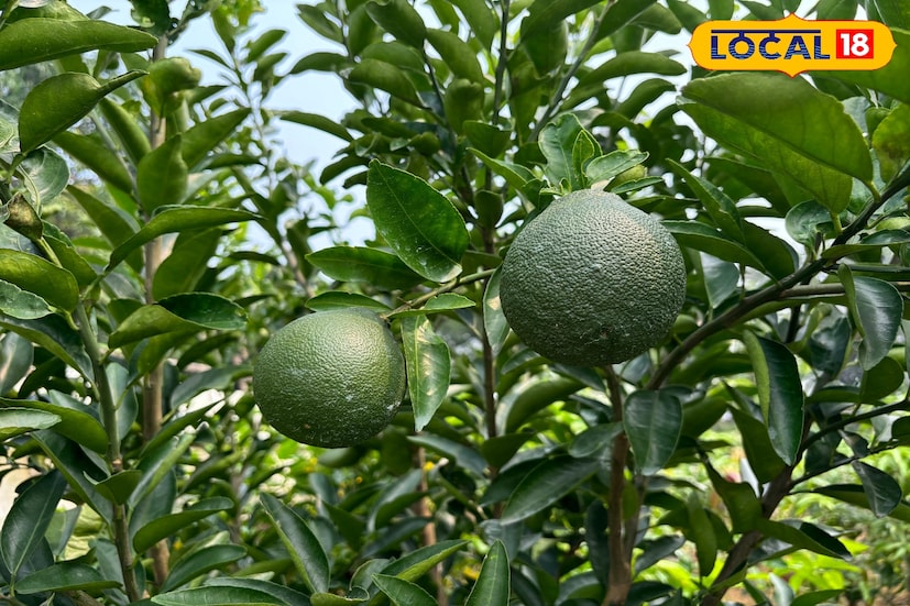 লেবুর বহুমুখী ব্যবহার ও পুষ্টিগুণের কারণে প্রায় সারাবছরই বাজারে এর চাহিদা থাকে। বিশেষ করে গরমকালে মুসাম্বি লেবুর দাম থাকে বেশ চড়া। ফলে এই চাষে লাভের সম্ভাবনাও অনেক বেশি। সংকর দত্তের কথায়, “এই ভিয়েতনামী মুসাম্বি গাছের দামও রয়েছে সাধ্যের মধ্যে , প্রায় ২০০ টাকা থেকে গাছ কেনা যায়।”তথ্য ও ছবি বনোয়ারীলাল চৌধুরী