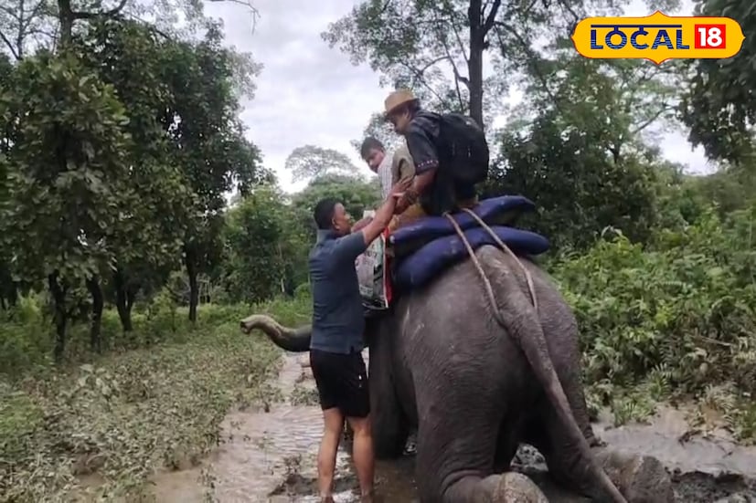 জঙ্গলের রাস্তা ধরে ওই দুই কুনকি হাতি পর্যটকদের উদ্ধার করছে। পর্যটকদের যাতে হাতিতে চড়তে কোনও রকম অসুবিধা না হয় তার জন্য বনকর্মীরা রয়েছেন। 
