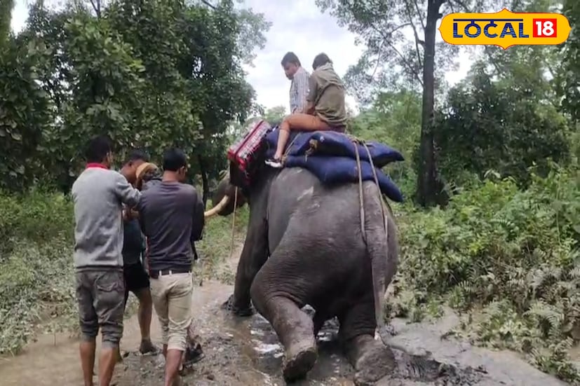 জলদাপাড়ার যোগাযোগ ব্যবস্থা ব্যাহত।জলদাপাড়া টুরিস্ট লজের পরিস্থিতি এর মধ্যে সবচাইতে খারাপ। সেখানে আটকে রয়েছে পর্যটকরা।তাঁদের উদ্ধারের জন্য বন দফতরের তরফে ব্যবহার করা হচ্ছে কুনকি হাতি।